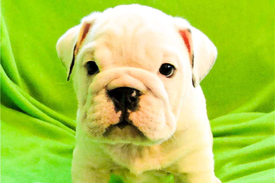 English Boodle Puppy Images